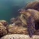 Image for article titled This is What a Mass Die-off of Earth's Coral Reefs Looks Like